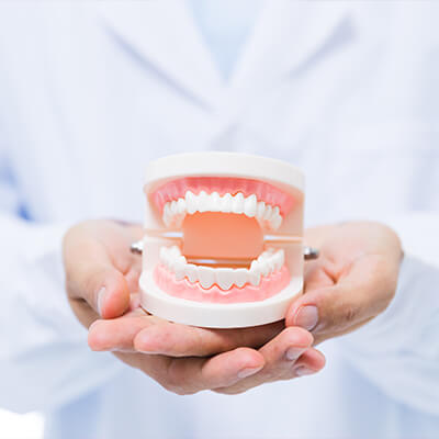 A dentist's hands holding a model of dentures